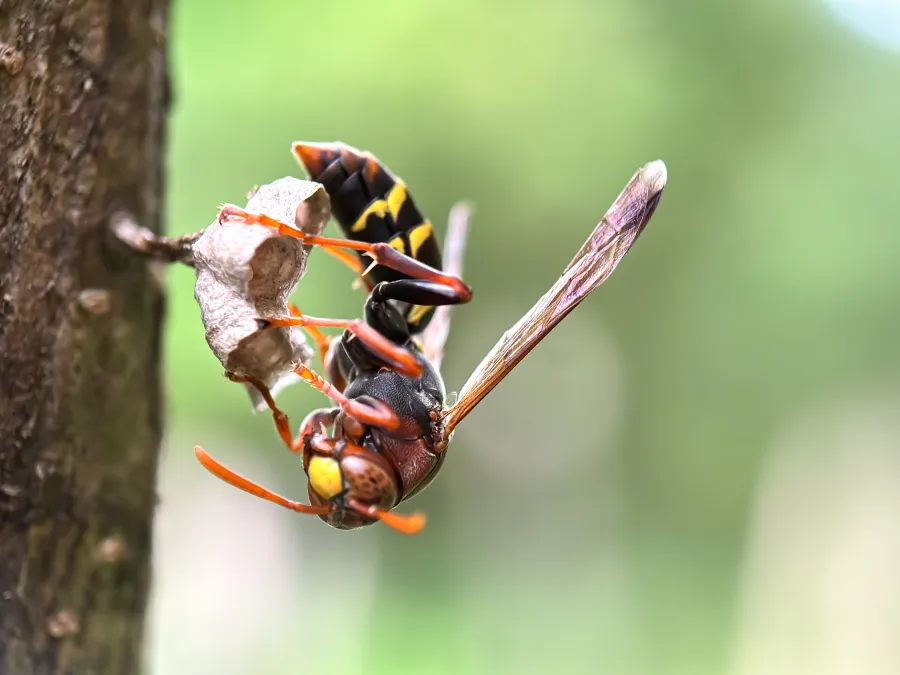 Close-up of a wasp on a tree with yellow and black stripes, showcasing its features and natural habitat.