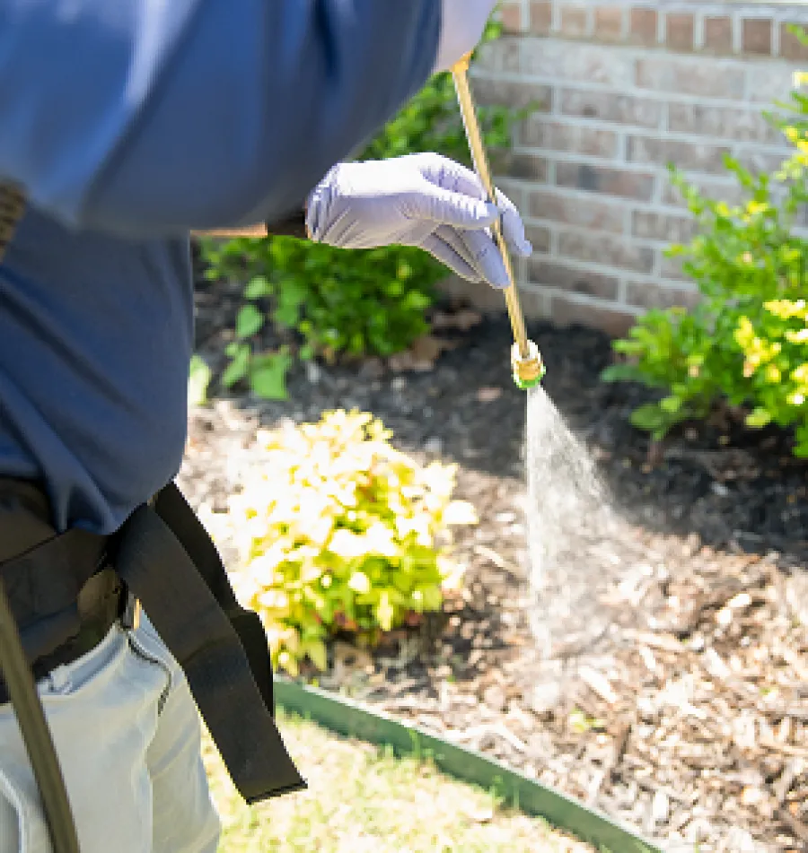 A person spraying pesticide on garden plants, wearing gloves and a protective strap.