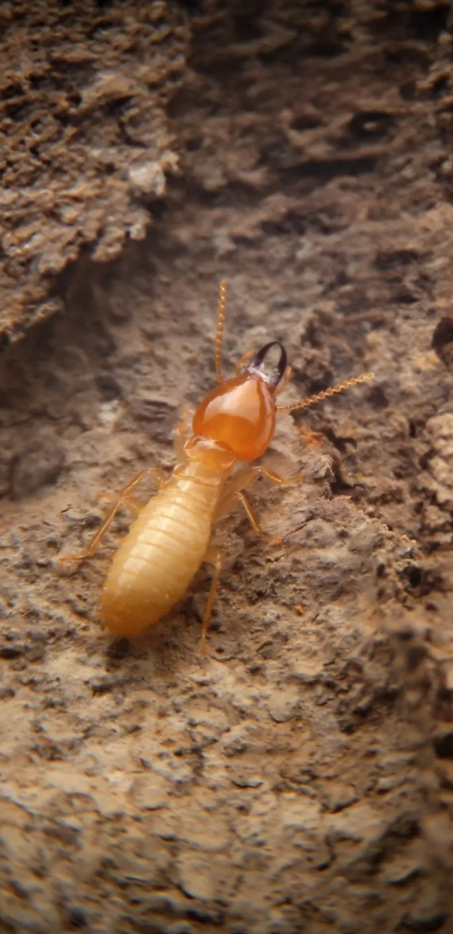 Close-up of a termite on wood, highlighting its distinct texture and color against the bark background.