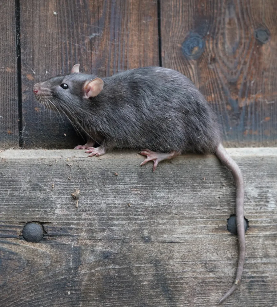 A close-up of a brown rat perched on a wooden surface near a rustic wall.