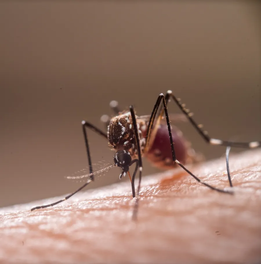 Close-up of a mosquito feeding on human skin, highlighting its features and environment.