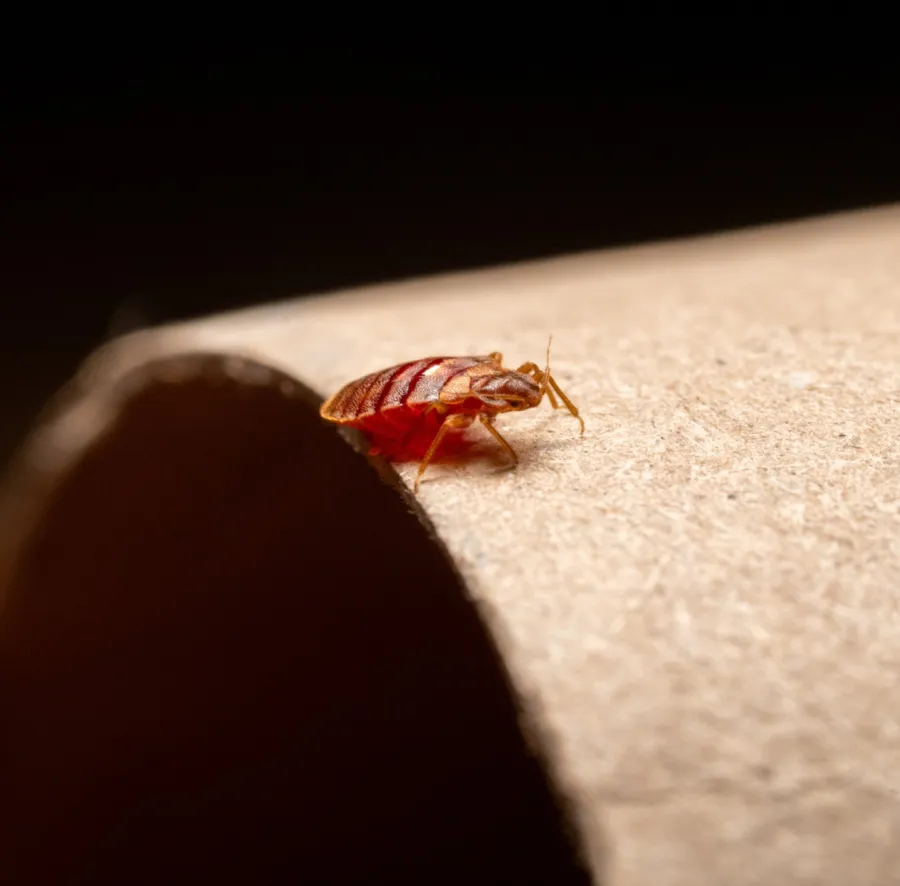 Close-up of a bed bug on a cardboard roll, highlighting its distinct reddish-brown color and body shape.