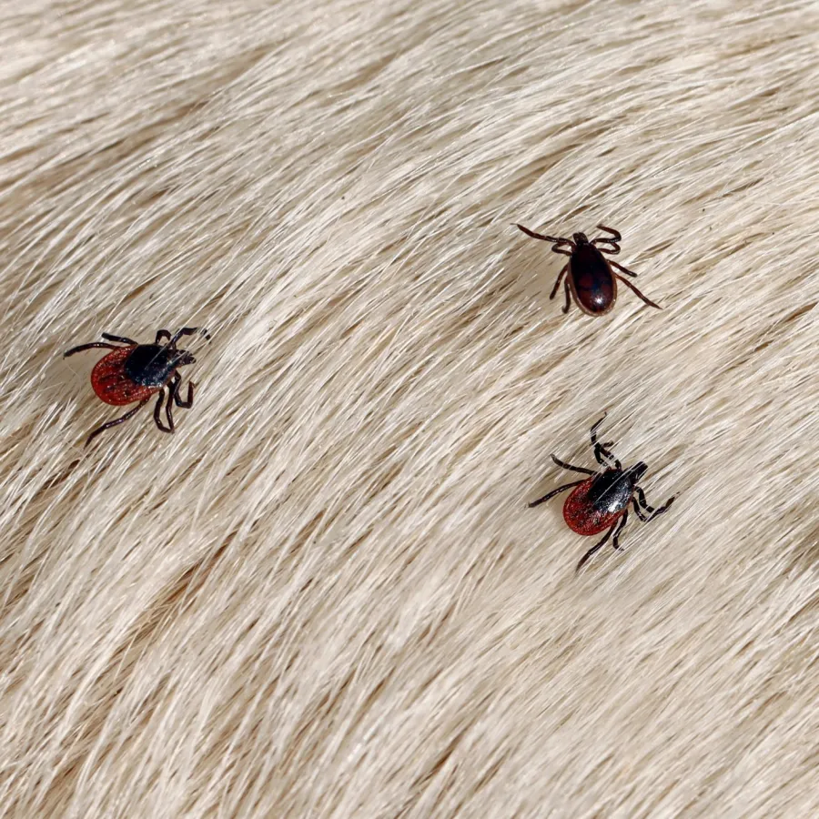 Four ticks crawling on light-colored fur, highlighting their dark bodies and reddish-brown coloration.