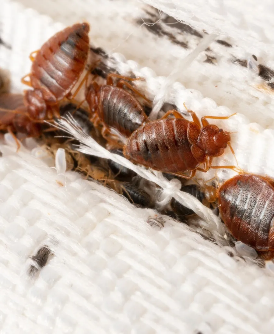 Close-up of bed bugs on a mattress seam, highlighting their coloration and texture.