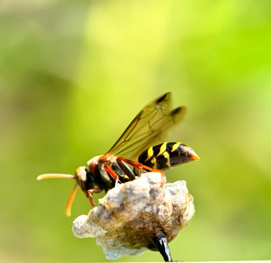 Close-up of a wasp perched on an oyster shell against a blurred green background.