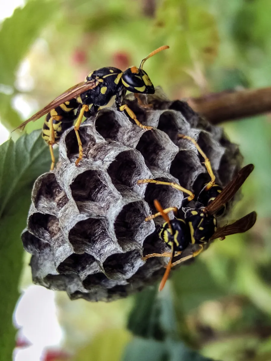Close-up of wasps building a hexagonal nest on a tree branch in nature.