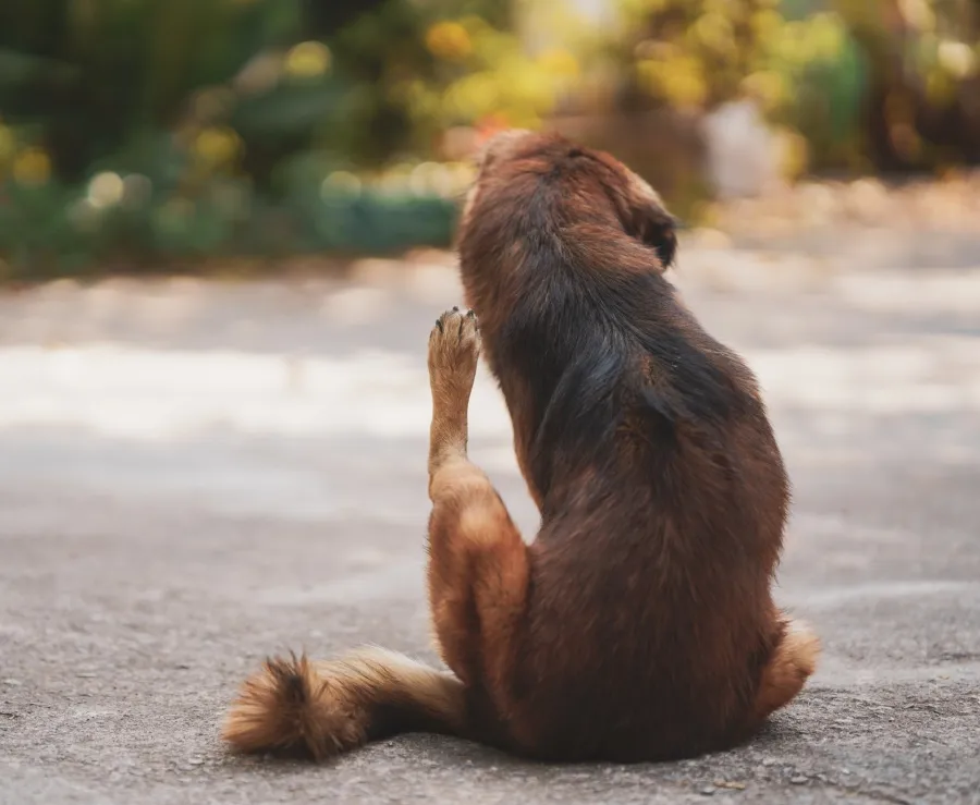 A brown dog sitting on the ground scratching itself in a sunny outdoor setting.