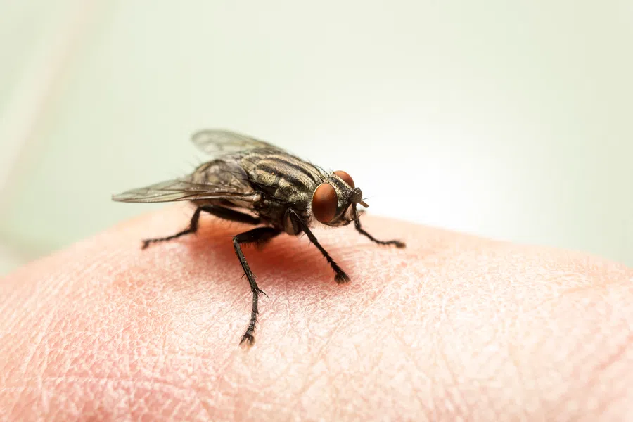 Close-up of a housefly with red eyes resting on human skin with detailed texture visible