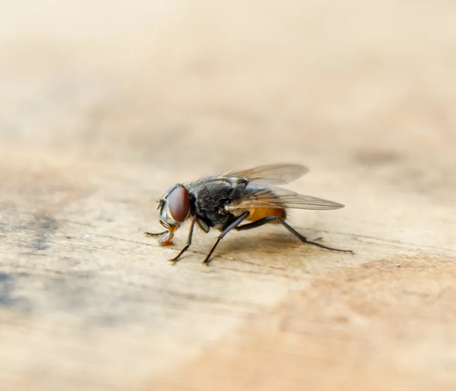 Close-up of a fly on a wooden surface, showcasing its detailed anatomy and wings in sharp focus.