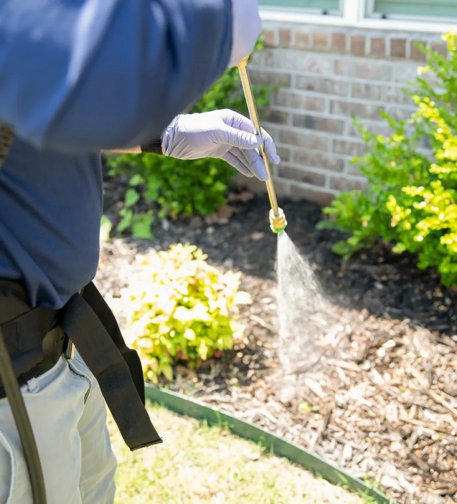 A person applies pesticide to plants while wearing gloves, ensuring proper garden care.