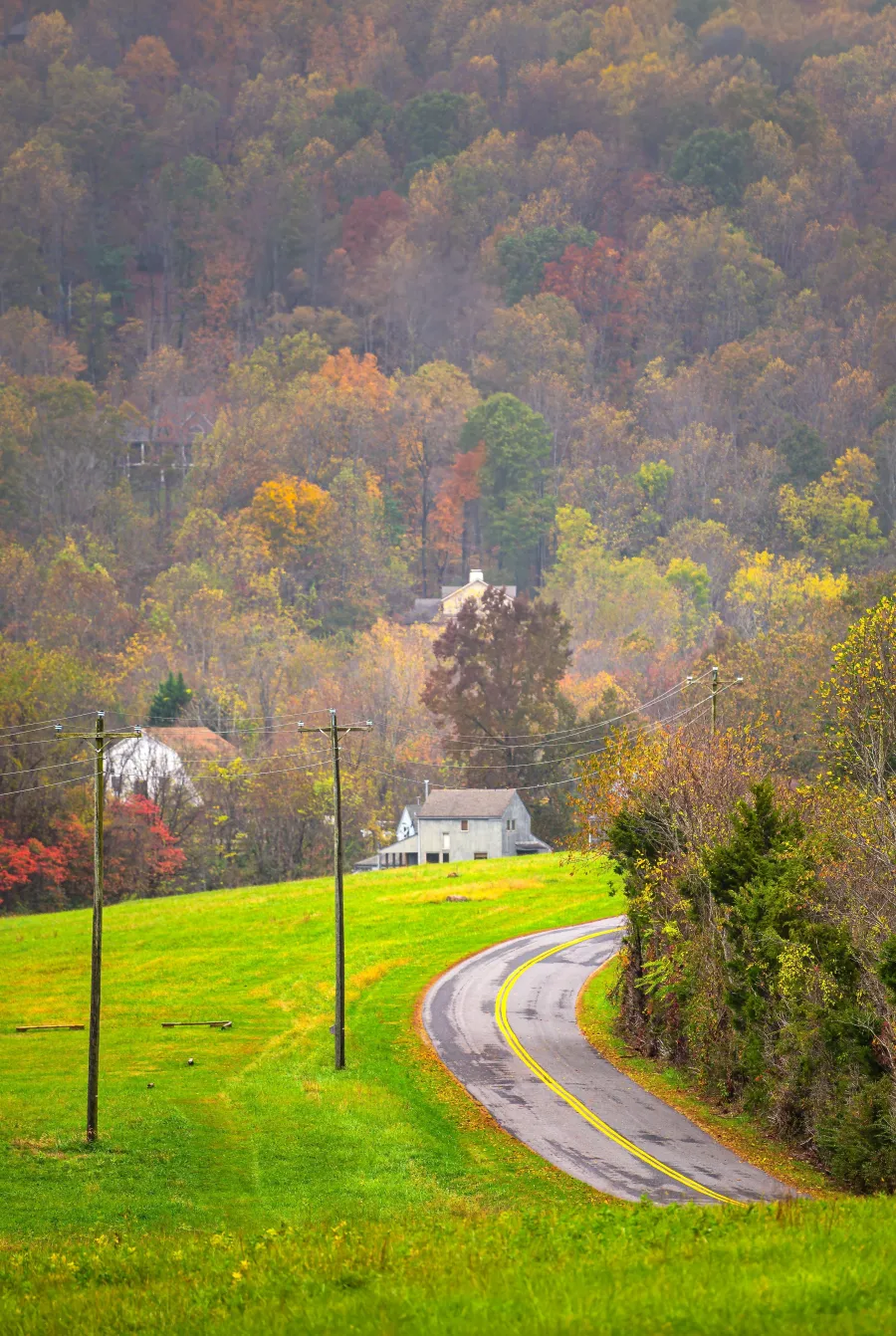 a road with trees on the side