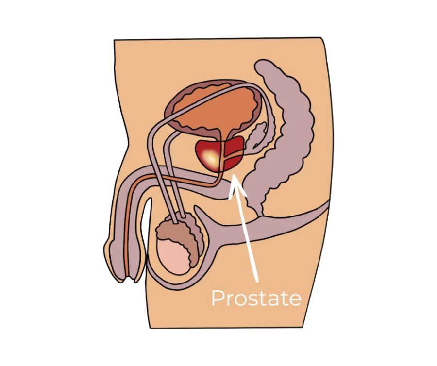 Diagram of male reproductive system highlighting the prostate located below the bladder and around the urethra.