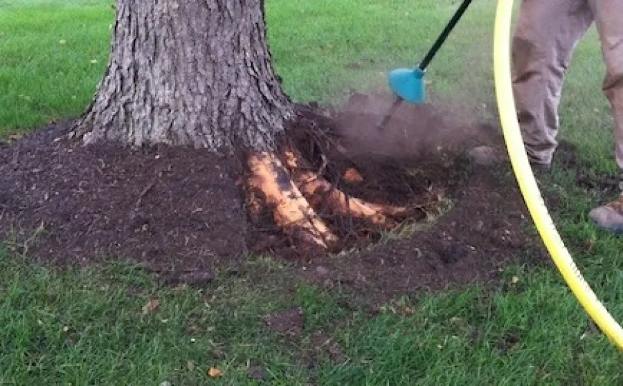 a tree with a hose and a tree trunk