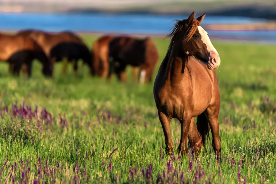 a group of horses in a field