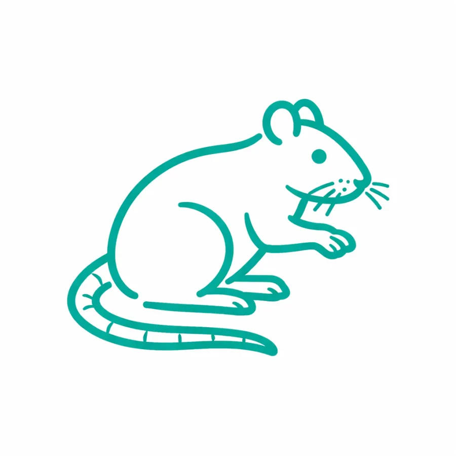 Simple teal line drawing of a mouse with detailed whiskers and tail on a white background