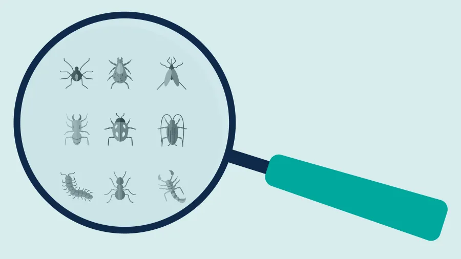 Magnifying glass focusing on various detailed insect illustrations on light blue background.