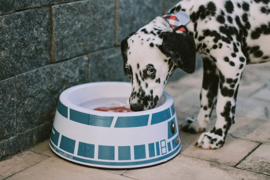 A Dalmatian puppy drinking from a Star Wars-themed water bowl outdoors.