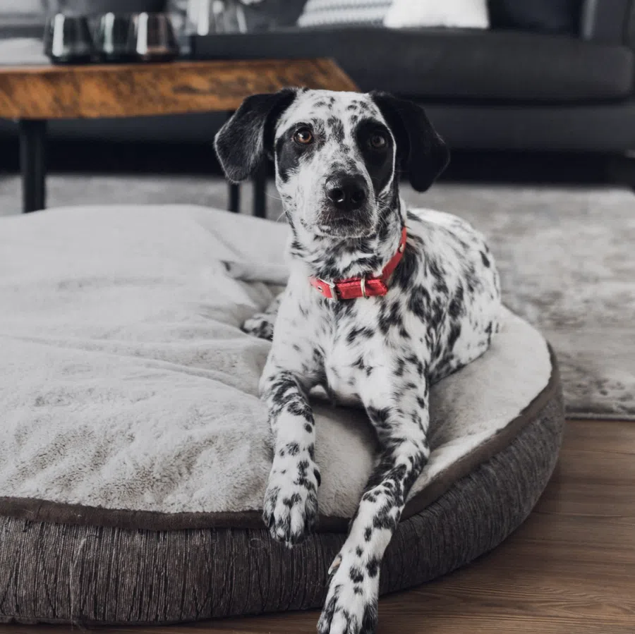 Black and white spotted dog with a red collar lying on a plush dog bed in a cozy living room.