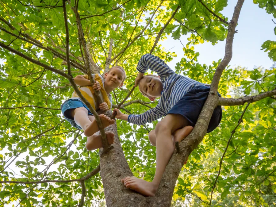 Two happy children climbing and sitting barefoot on a leafy green tree on a sunny day.