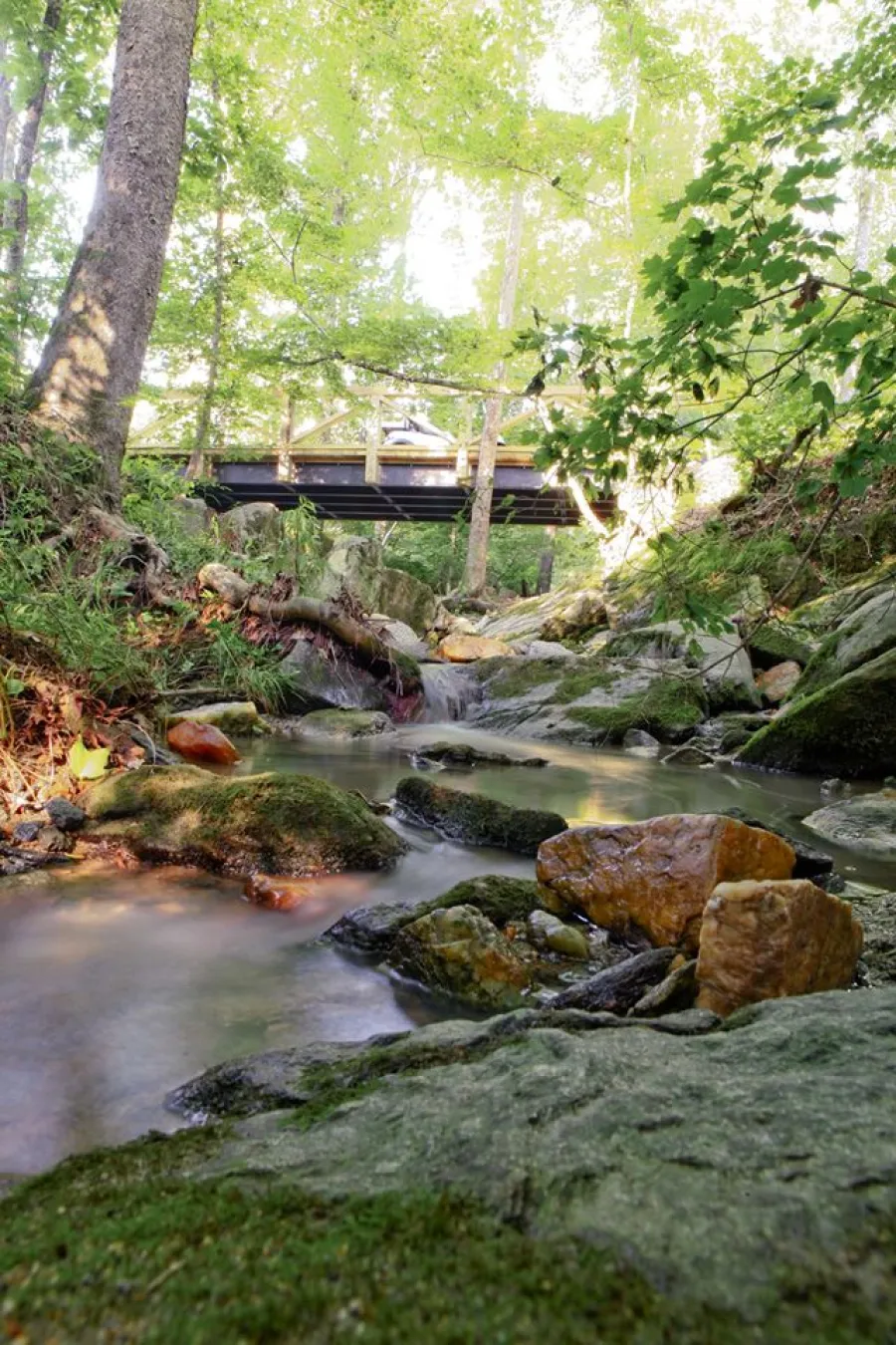a view of a creek and surrounding woods in NatureWalk