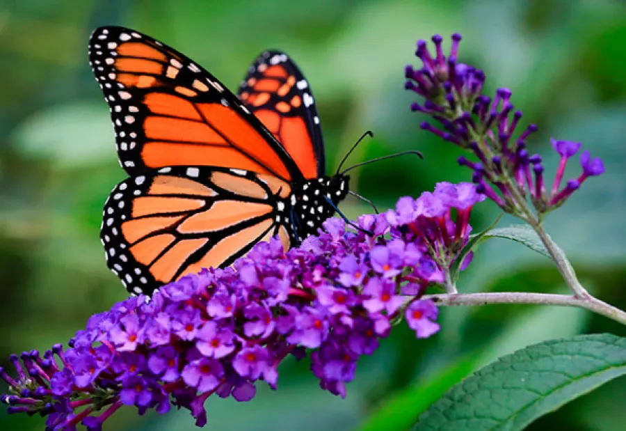 Monarch butterfly with orange and black wings feeding on vibrant purple flowers with green leaves in the background