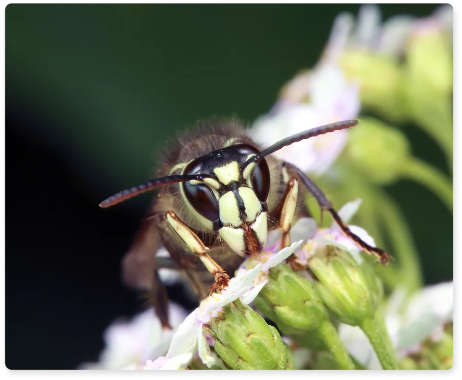 Close-up of a wasp feeding on white flowers with green blurred background in natural light