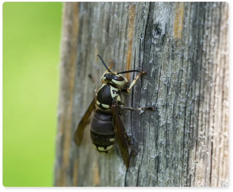 Close-up of a carpenter bee on textured wooden surface with blurred green background.