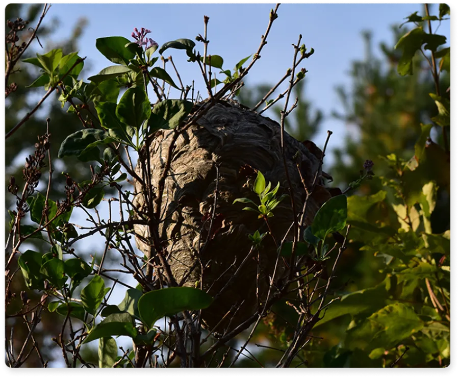 Large wasp nest attached to tree branches surrounded by green leaves and clear blue sky.
