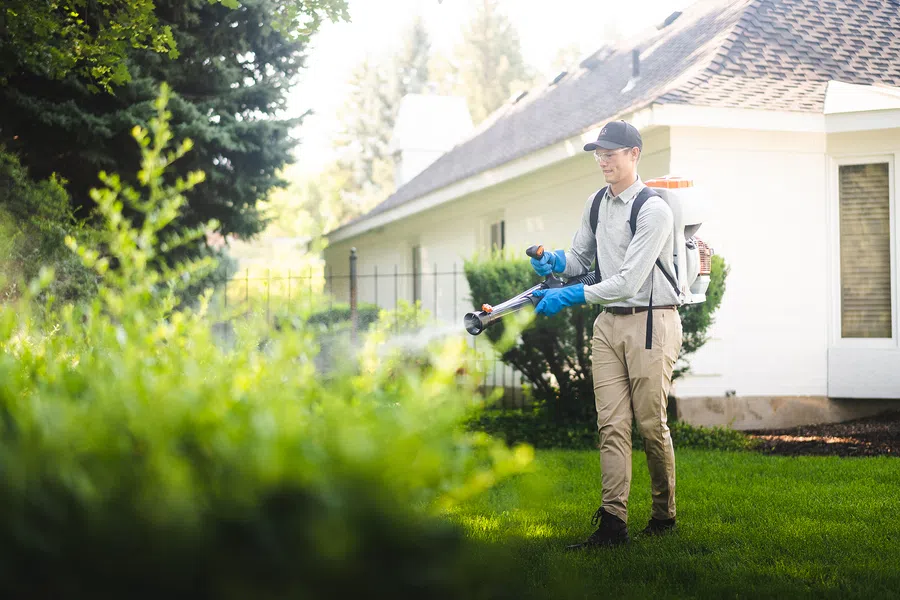 Professional wearing gloves spraying pesticides on garden shrubs in a residential backyard on sunny day