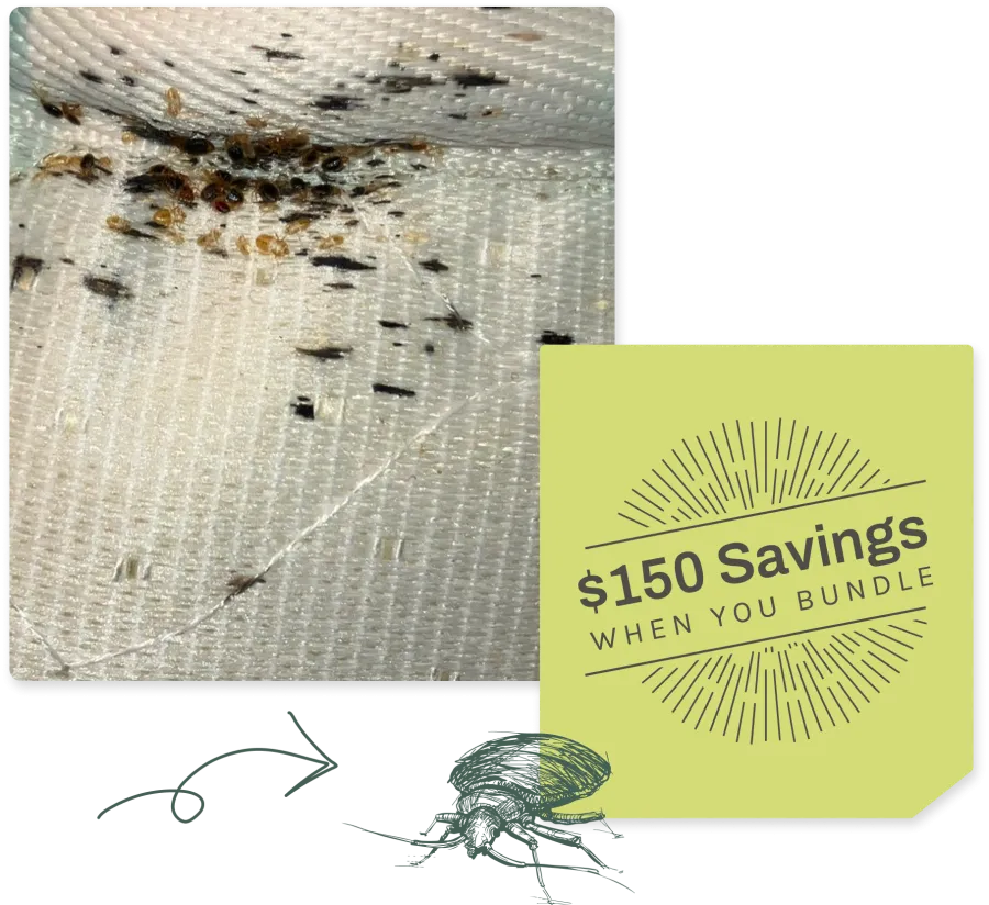 Close-up of bed bugs clustered on mattress fabric with promotional $150 savings bundle offer graphic.