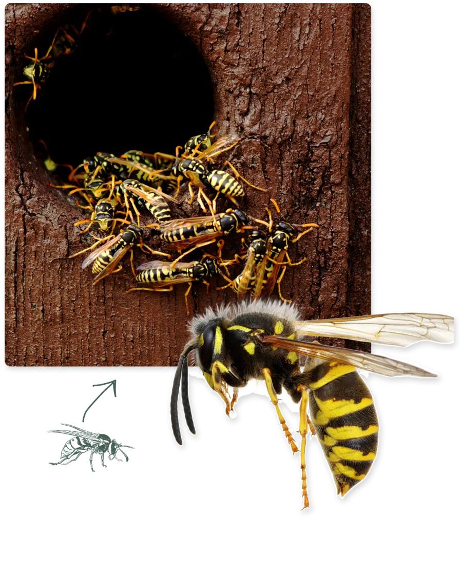 Group of yellow and black wasps clustered near a tree hollow entrance with one wasp enlarged nearby.