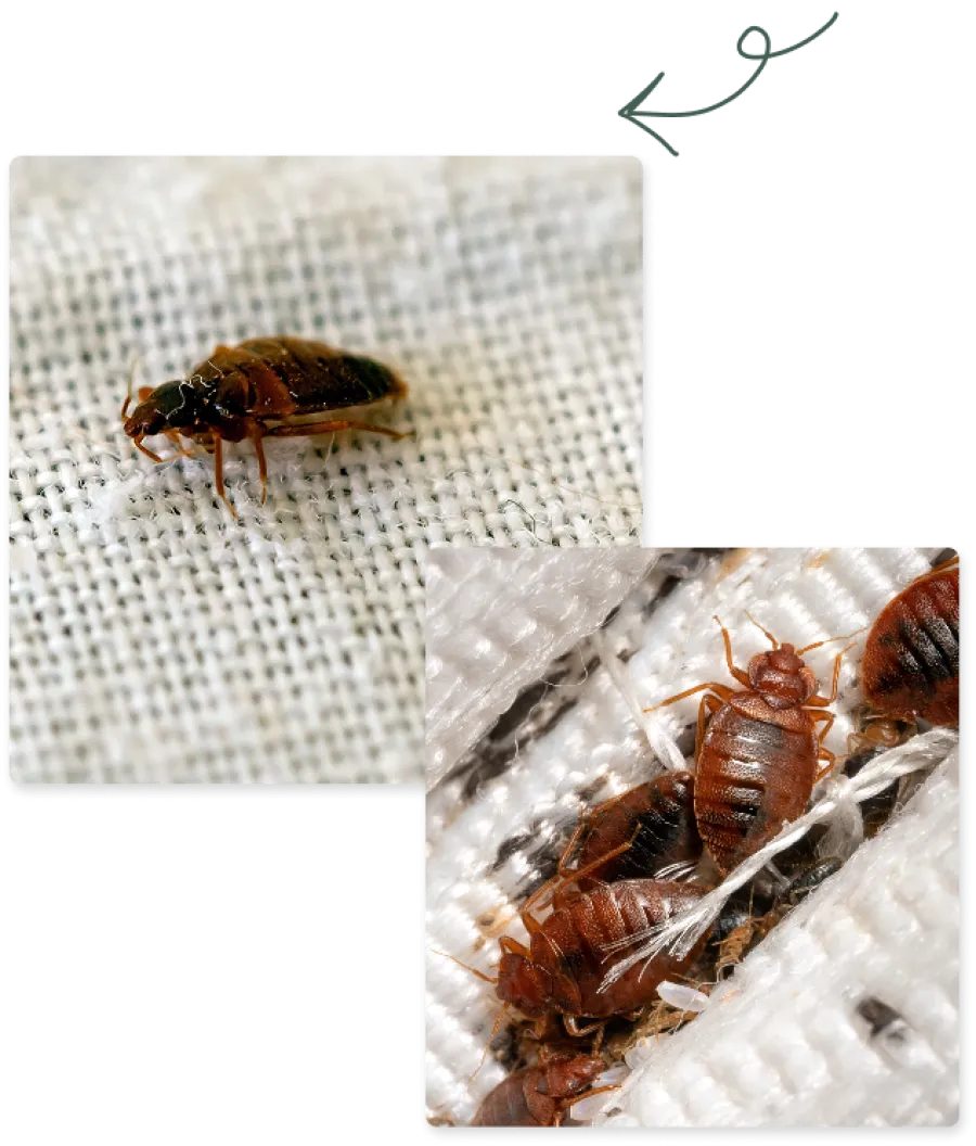 Close-up images of bed bugs on fabric showing their reddish-brown oval bodies and segmented legs in detail.