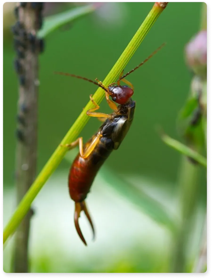 a close up of a earwigs