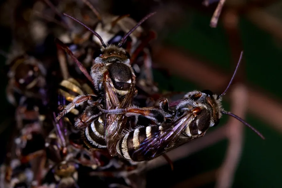 Close-up of two wasps with striped abdomens and transparent wings clustered together on a dark background