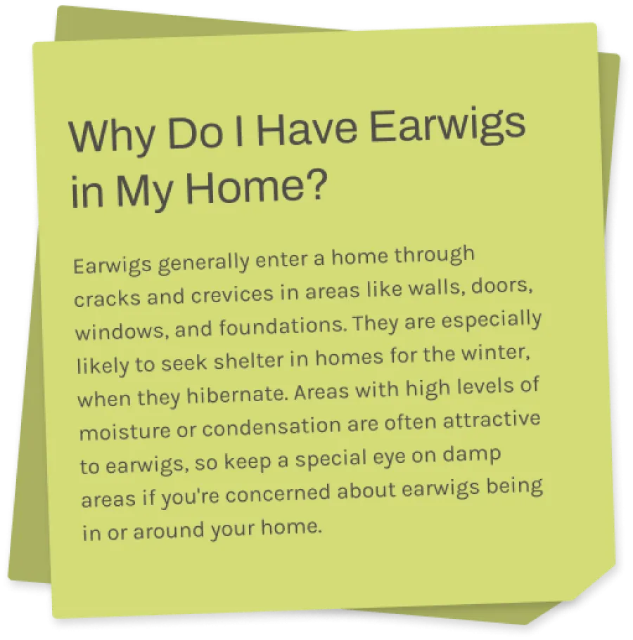 a sticky note with information about earwigs