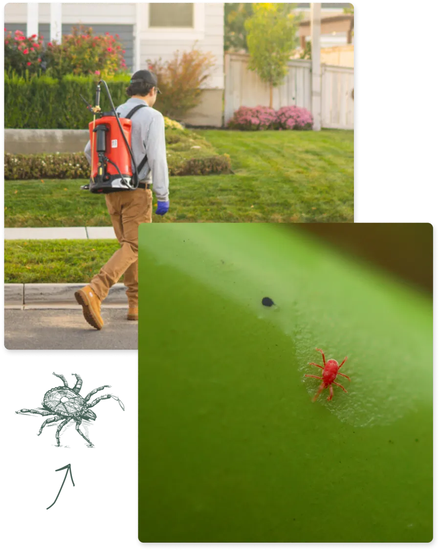 Pest control worker walking in yard with sprayer and close-up of red spider mite on green leaf surface.
