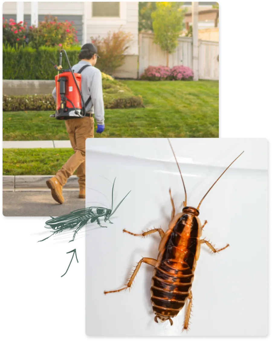 Pest control professional spraying for insects in a residential area, with a close-up of a cockroach.