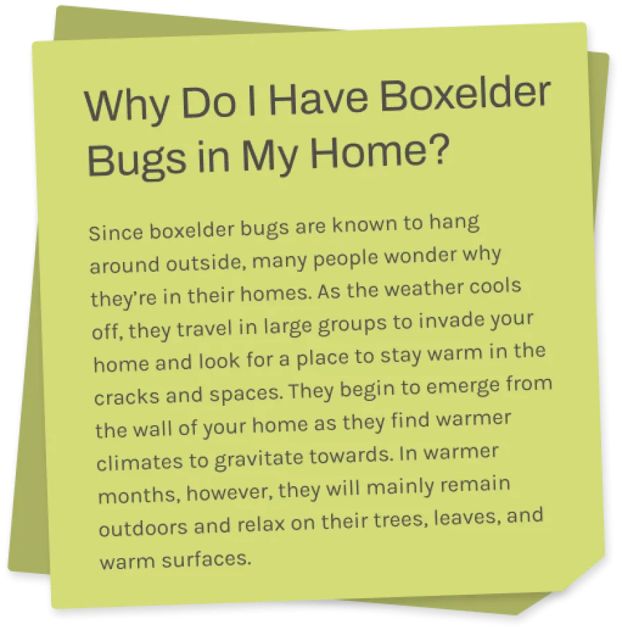 a sticky note with information about boxelder bugs