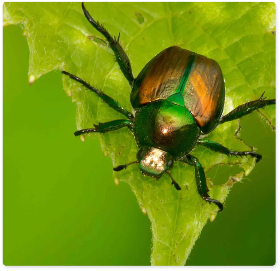 a close up of a beetle