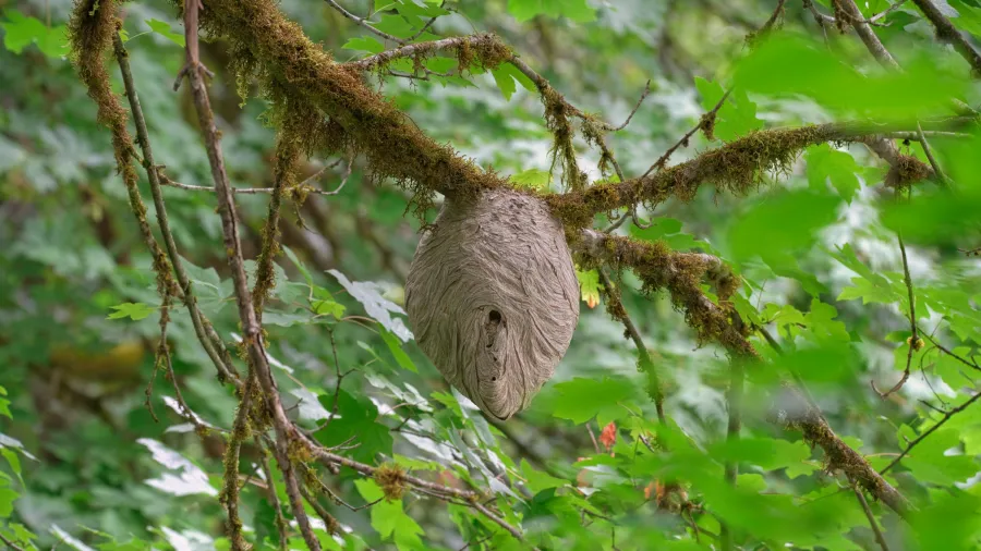 Large gray wasp nest hanging from moss-covered tree branch in dense green forest foliage.