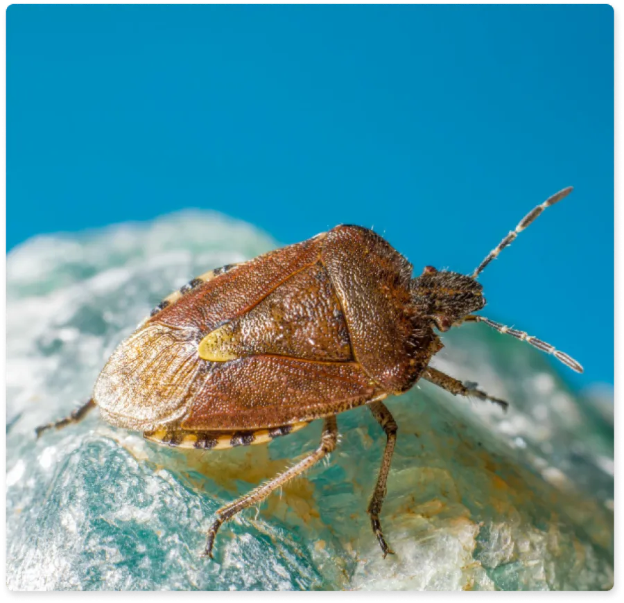 a close-up of a stink bug