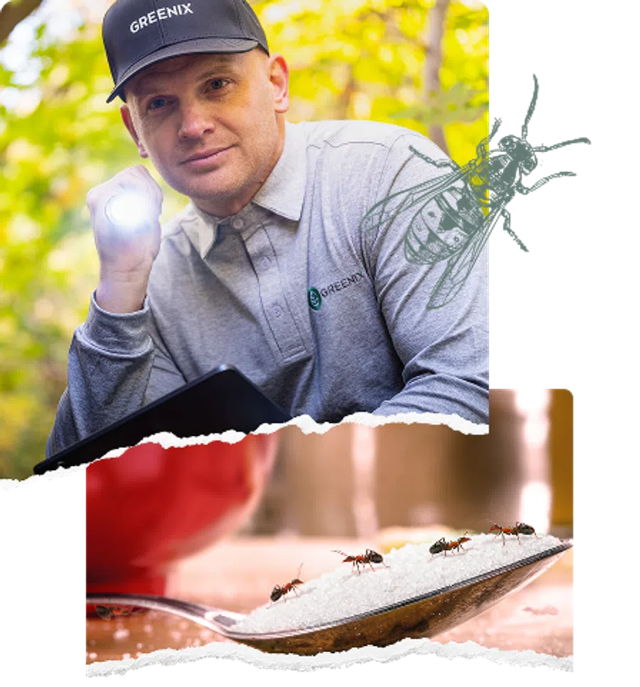 Pest control expert inspecting outdoor area with flashlight and close-up of ants on sugar in spoon indoors.