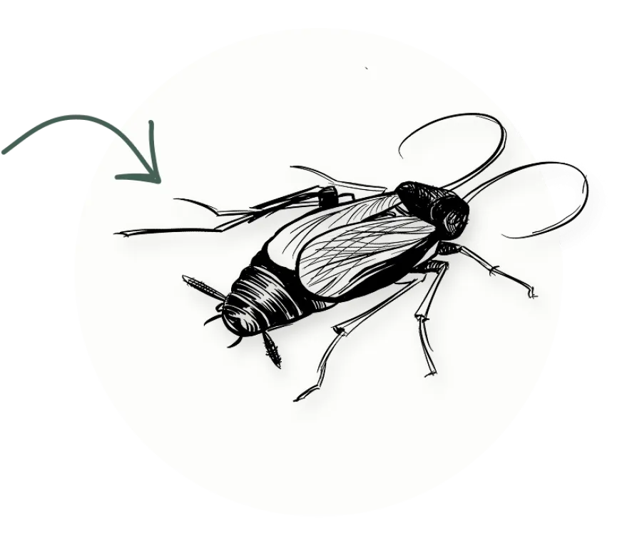 Black and white detailed illustration of a cricket insect with an arrow pointing to its antenna.