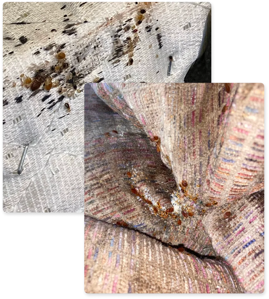 Close-up images showing clusters of bed bugs and their debris on fabric and upholstery surfaces.