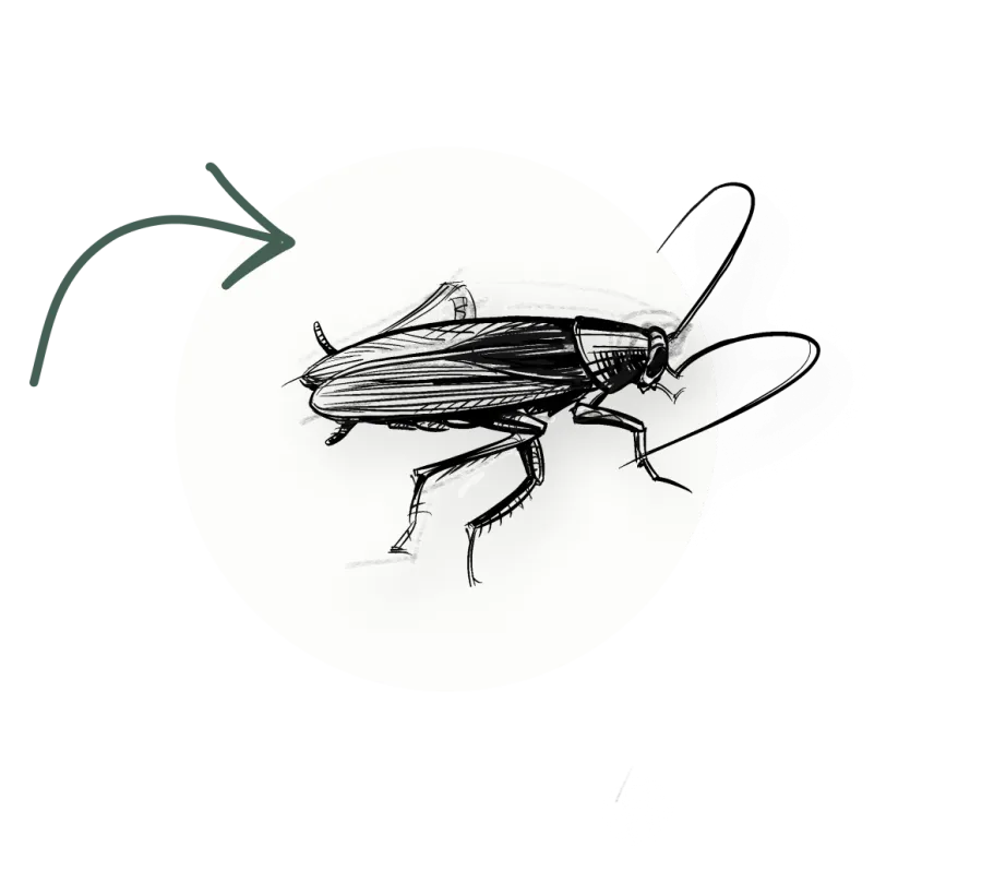 Black and white sketch of a cockroach with detailed legs and antennae inside a white circle.