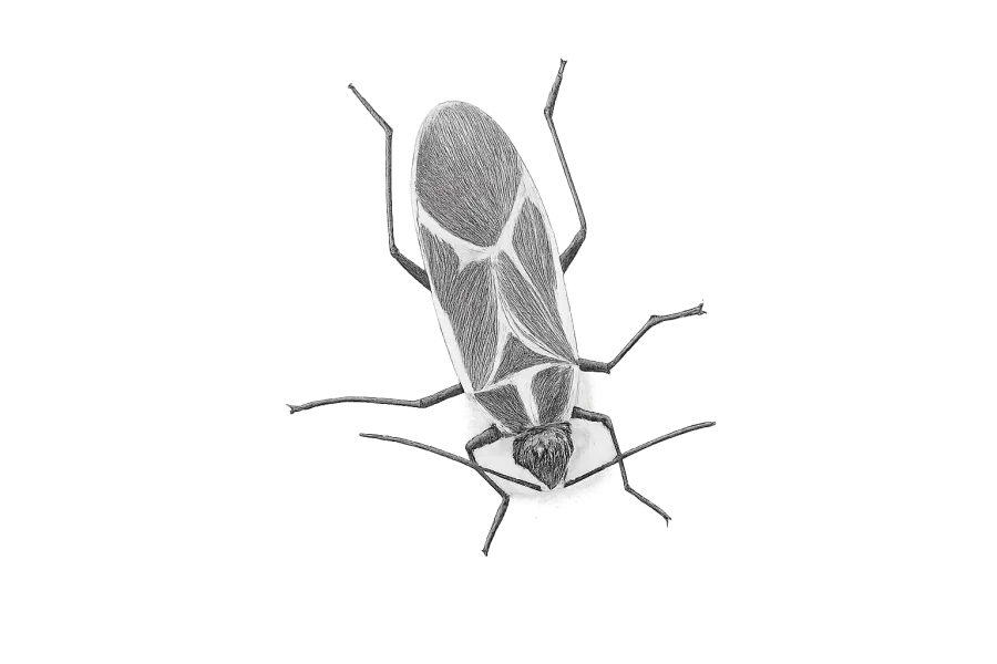 Box Elder Bug Sketch