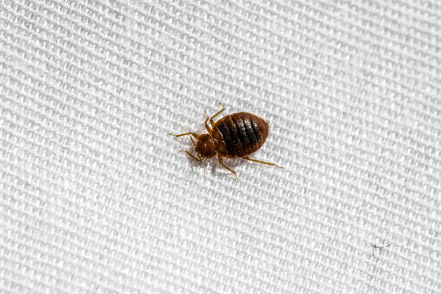 Close-up of a brown bed bug on textured white fabric showing detailed body and legs.