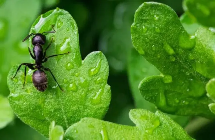 Close-up of a black ant crawling on a dew-covered green leaf with blurred natural background