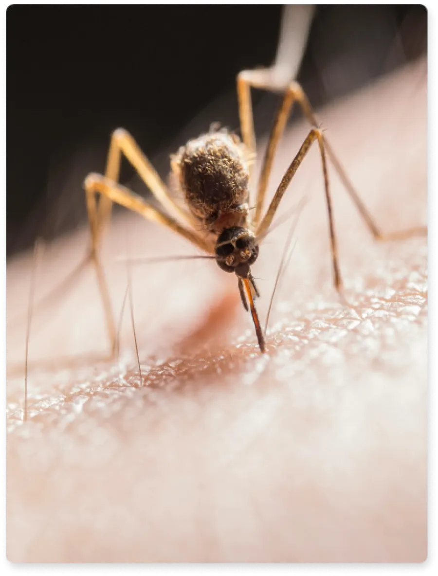 a close up of a mosquito