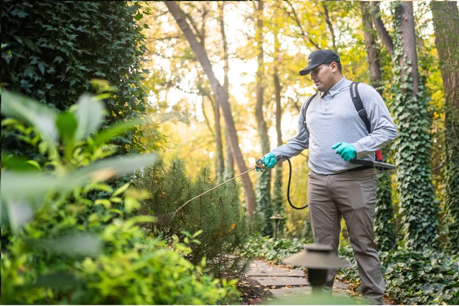 a pest technician spraying plants